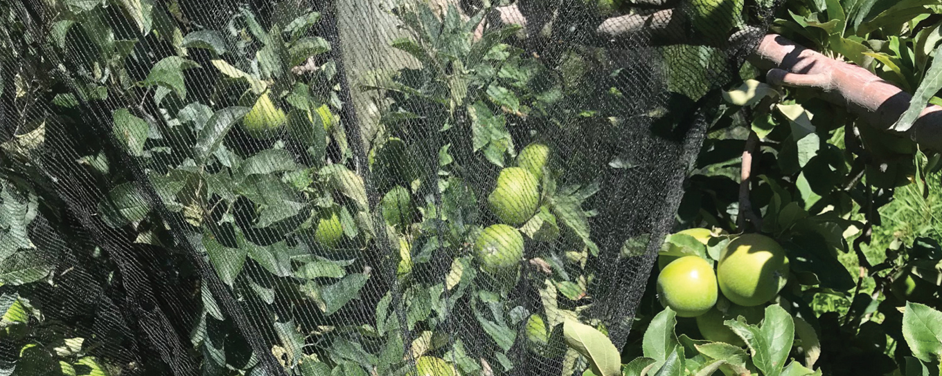 Drape Net trials prove benefits | AgOnline