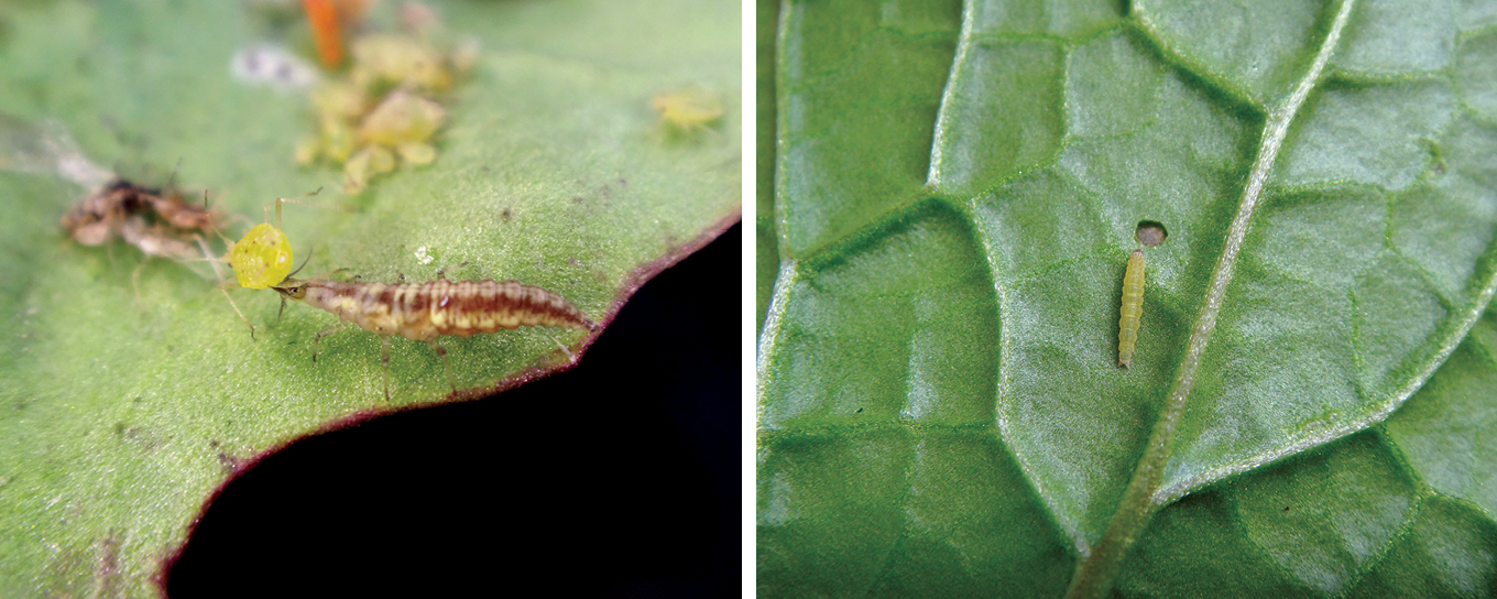 Forage For Insects Insect control using IPM in forage brassicas | AgOnline