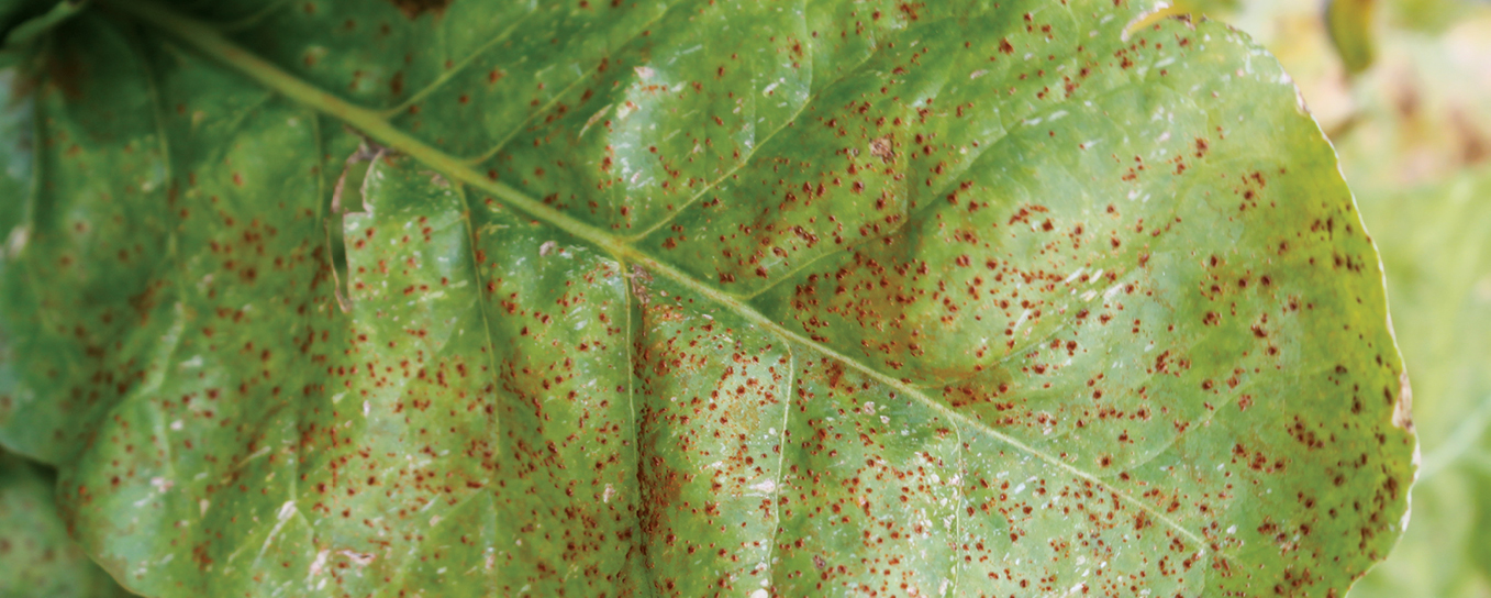 Managing foliar diseases in fodder beet | AgOnline