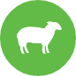 Lamb Recipes