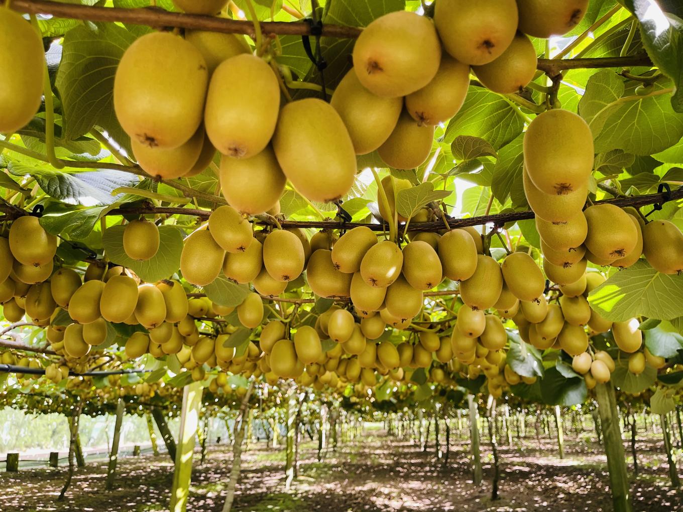 Kiwifruit