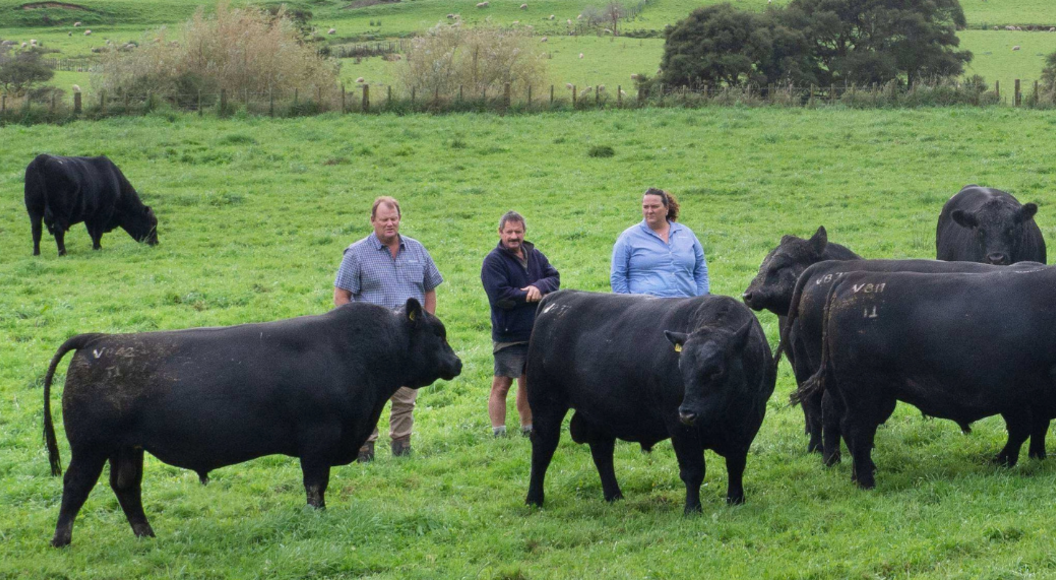 PGW Livestock Genetics Reps stand amongst bulls in a paddock.